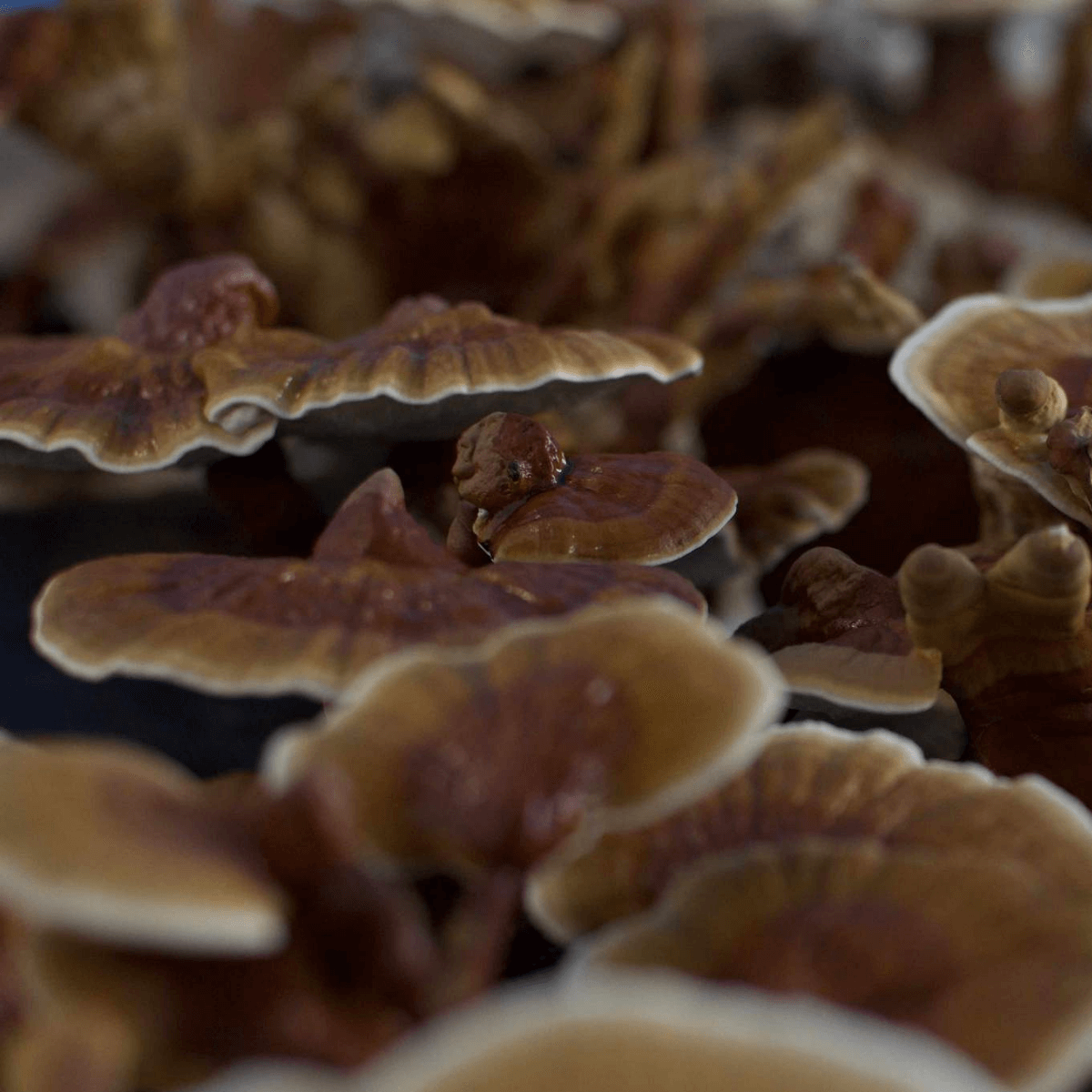 Life Cykel - Reishi Mushroom Liquid Extract - 60ml